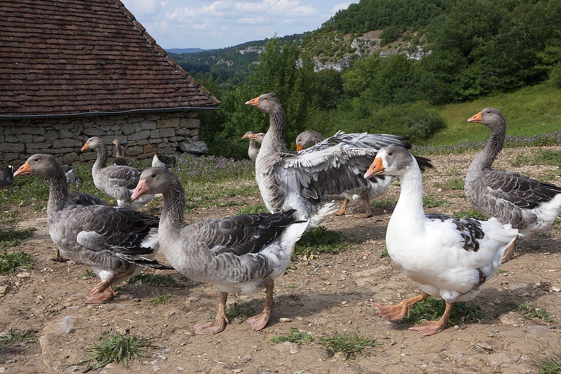 A flock of geese in Dordogne, France