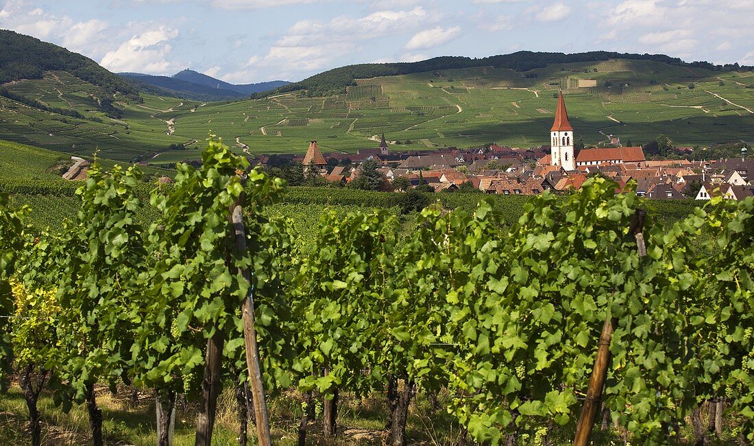 Rebstöcke bei der Stadt Colmar im Elsass (Frankreich)