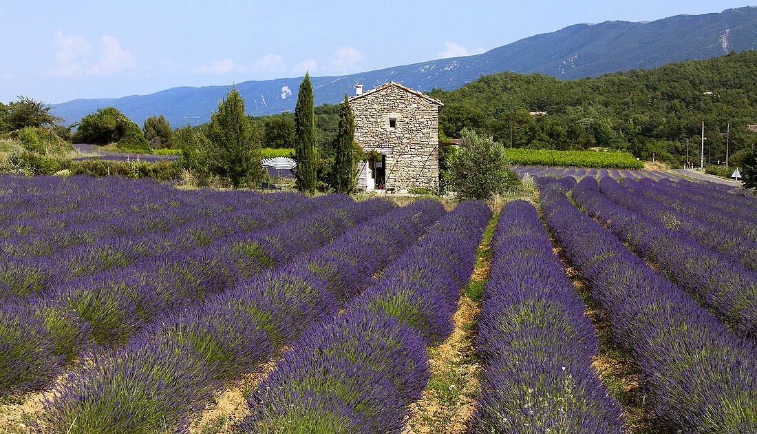 A lavender field near Vaison-La-Romaine, Provence
