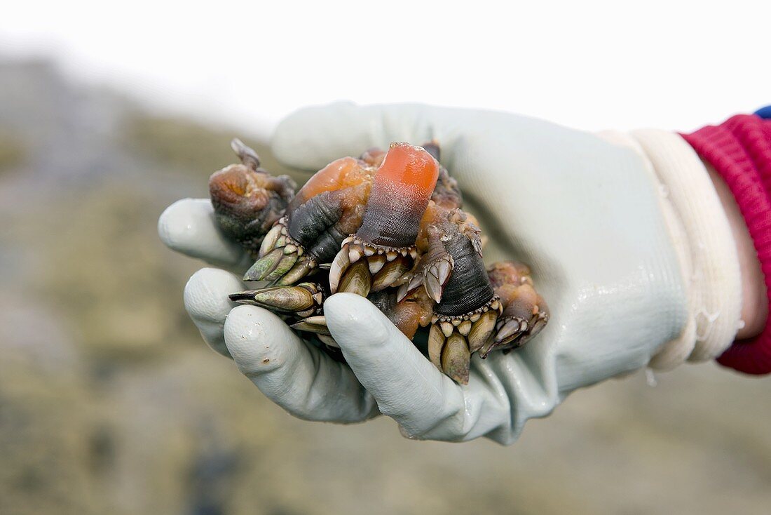 A hand holding fresh goose barnacles