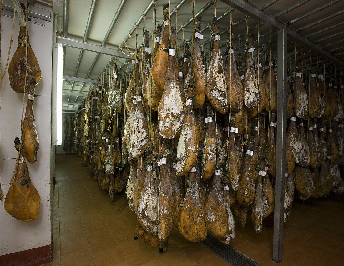 Ham drying in a shop, De Jabugo la Canada (Jabugo, Spain)