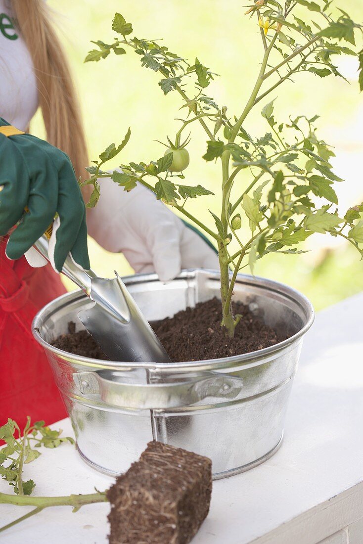 A tomato plant being planted