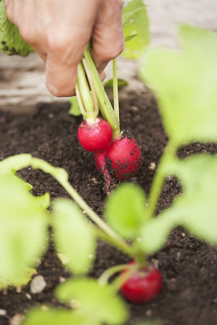 Radishes being harvested