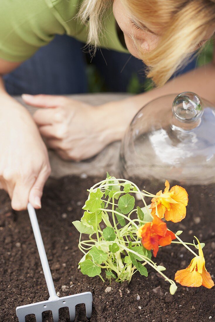 A woman planting nasturtiums in a flower bed