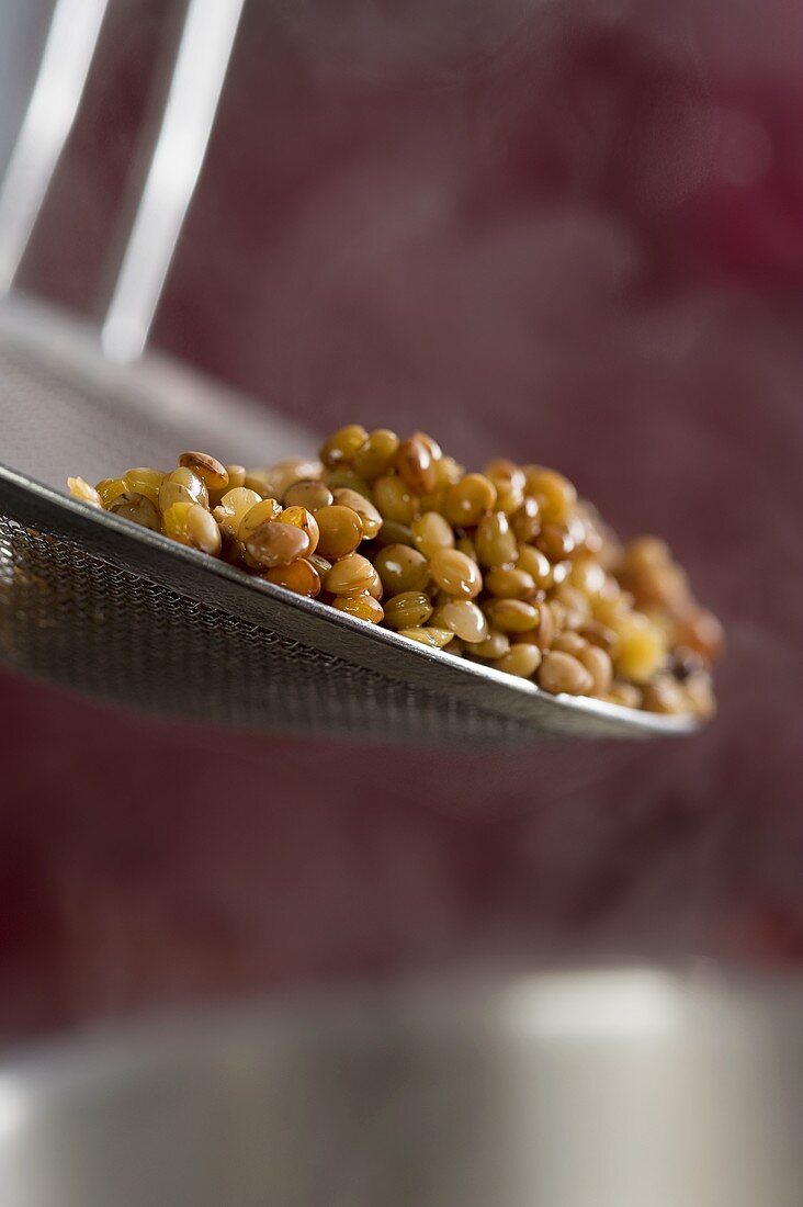 Cooked lentils on a draining spoon