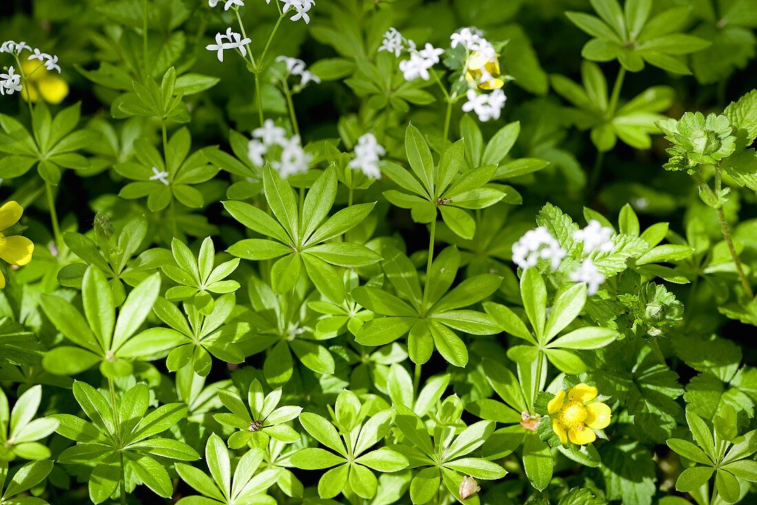 Woodruff with flowers