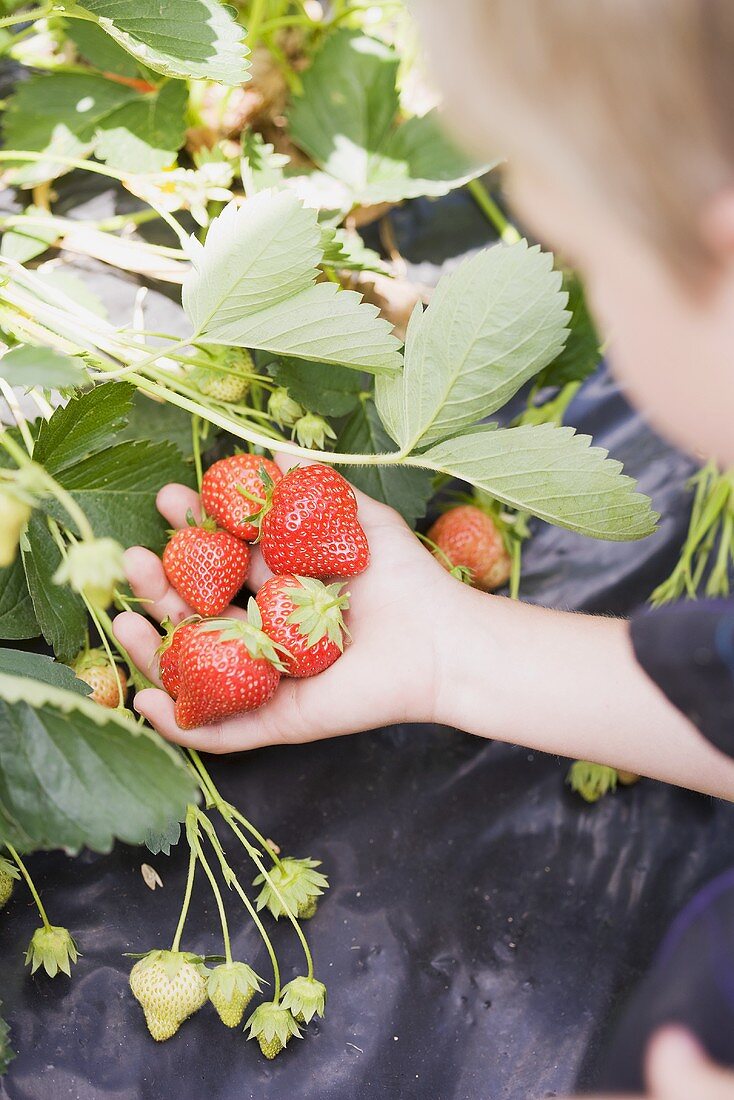 Kinderhand hält Erdbeeren an der Pflanze
