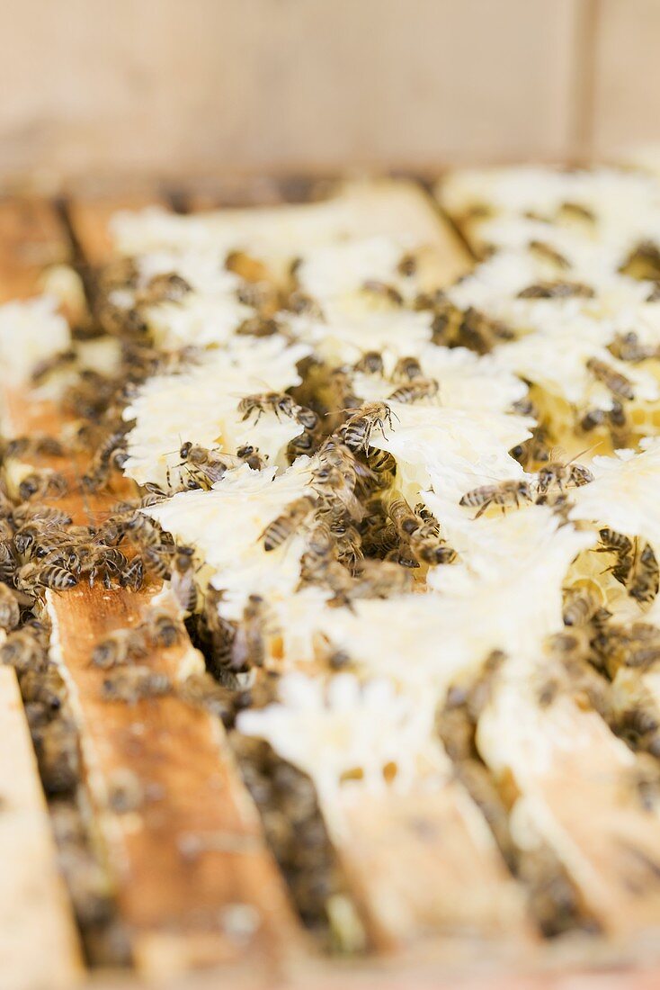 Bienen auf der Honigwabe