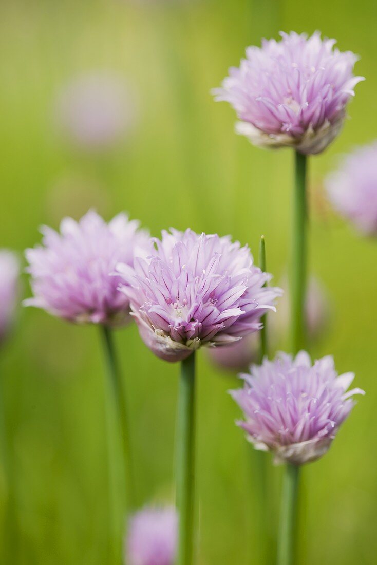 Flowering chives (close-up)