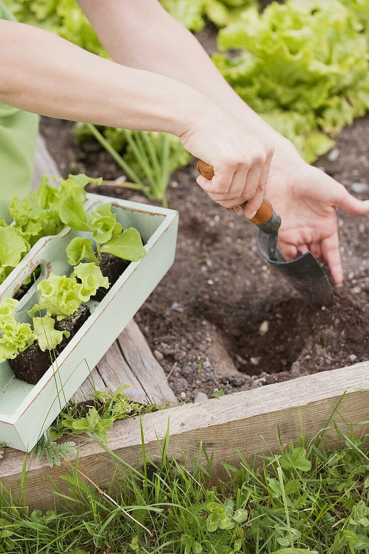 Frau pflanzt Salat ins Beet