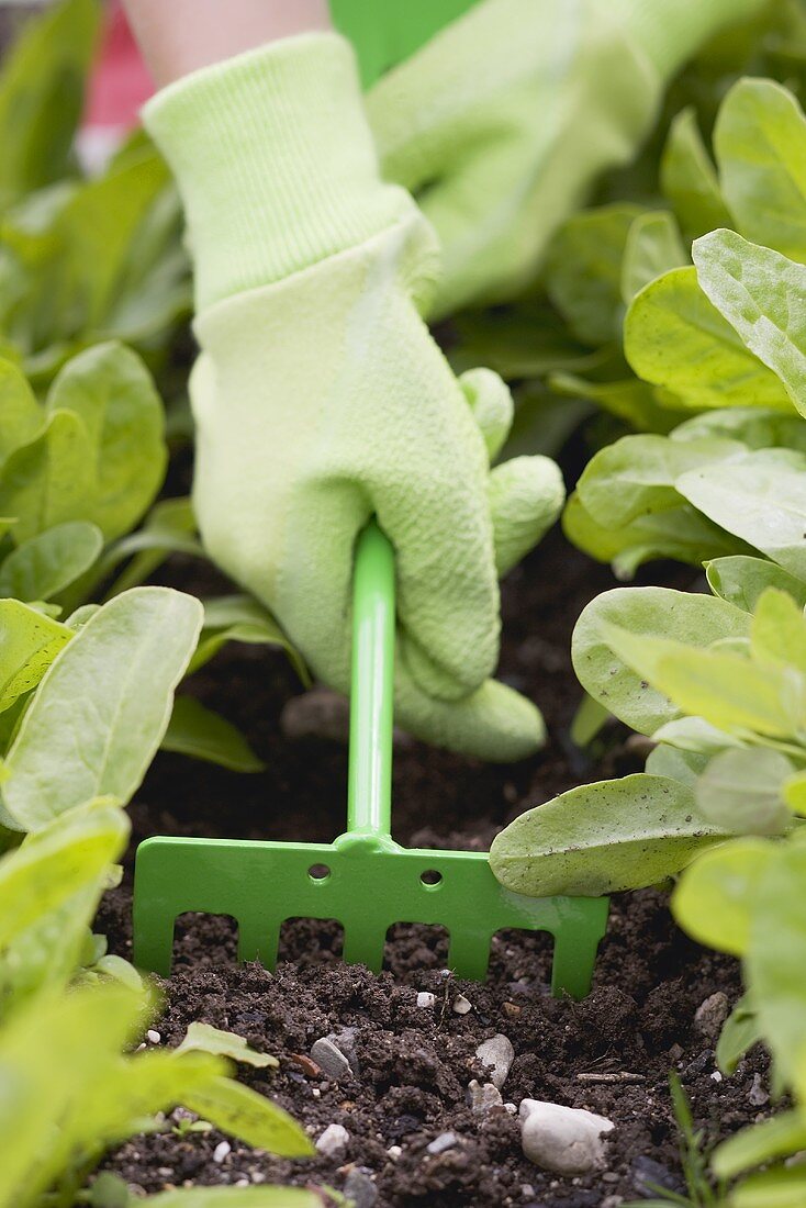 A child's hand loosening the soil in a vegetable patch