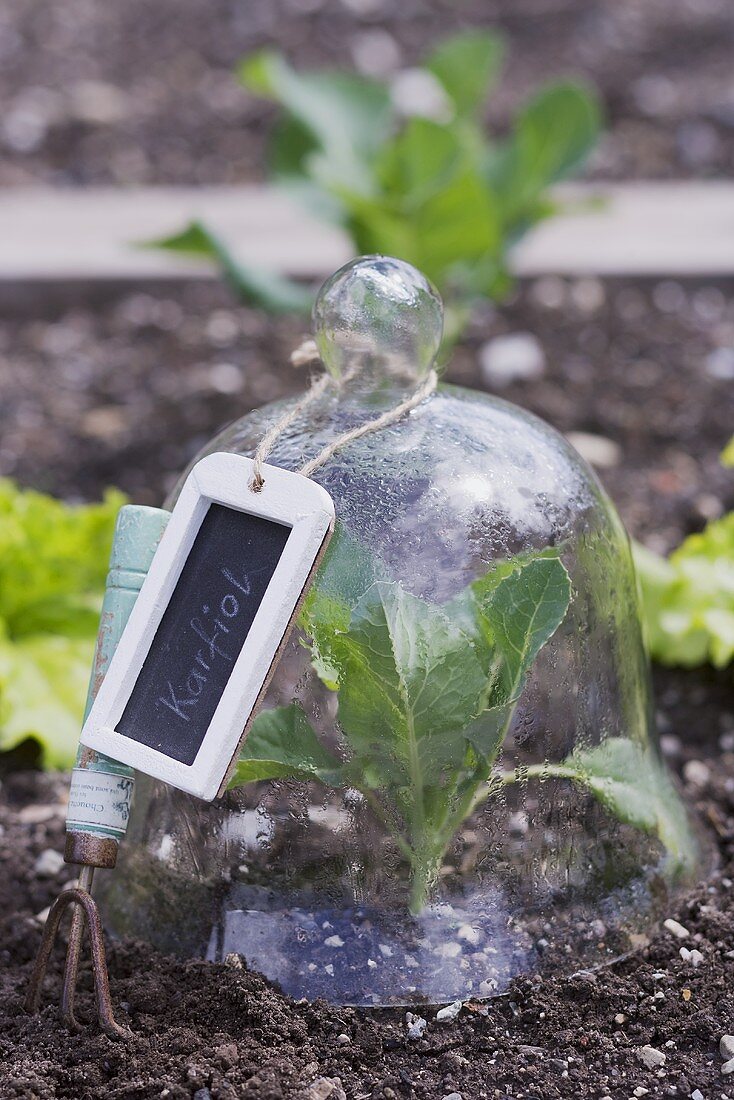 A cauliflower plant under a glass cloche in a vegetable patch