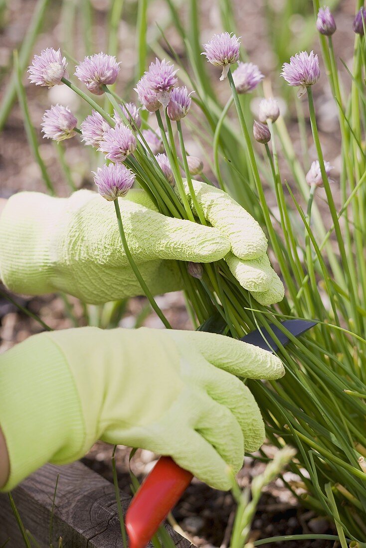 Chives in a flower bed being cut