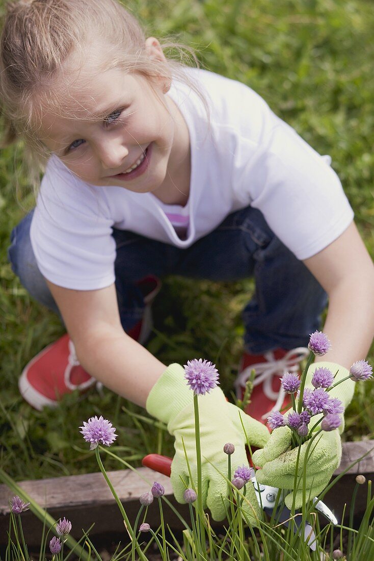 A little girl cutting chives in a flower bed