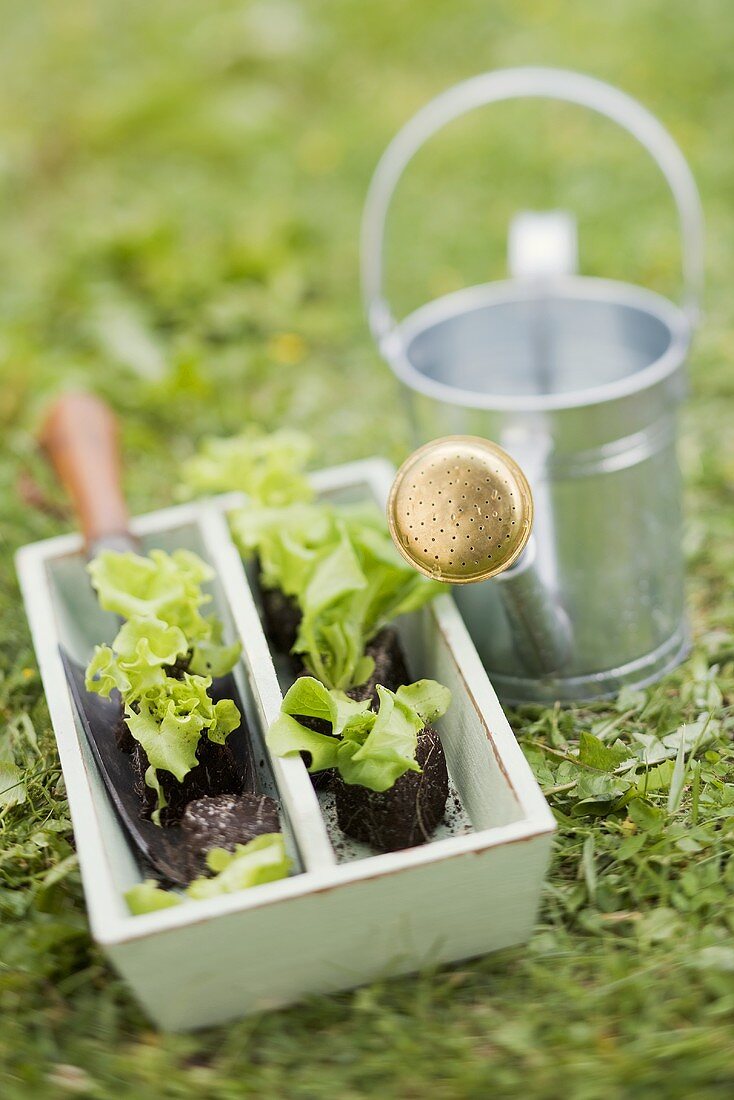 Lettuce plants and a watering can in a garden