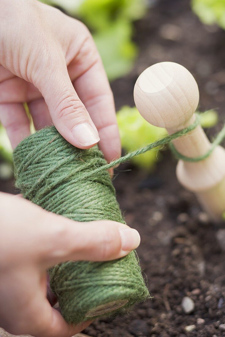 Frau spannt Schnur im Salatbeet