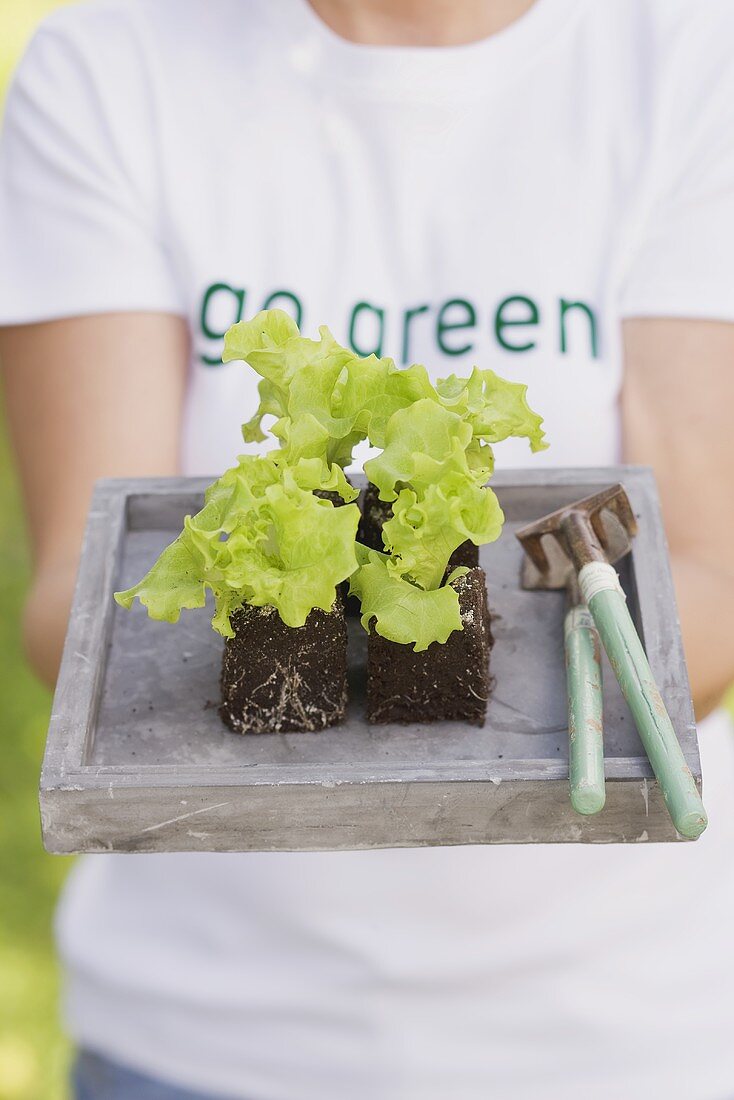 A woman holding a tray of lettuce plants and garden tools