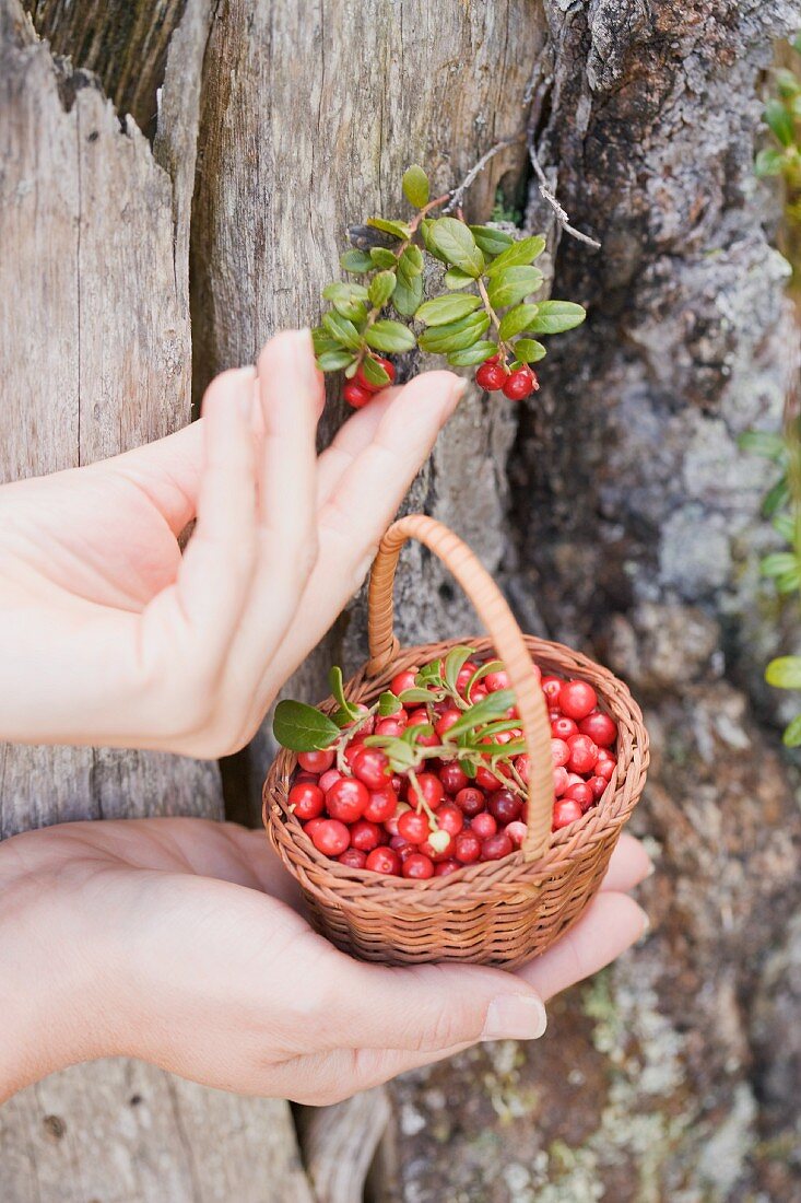 Hände halten Körbchen mit Preiselbeeren