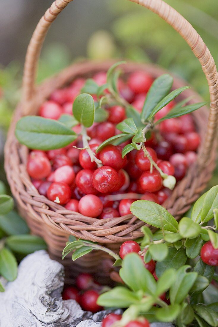 Körbchen mit Preiselbeeren im Wald