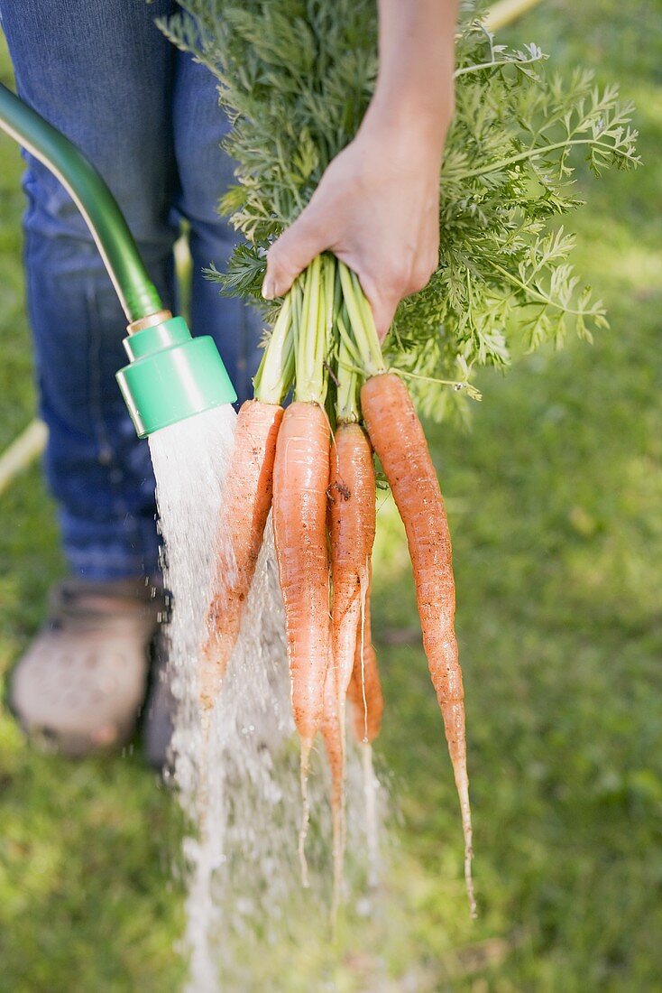 Frau wäscht Möhren mit Gartenschlauch