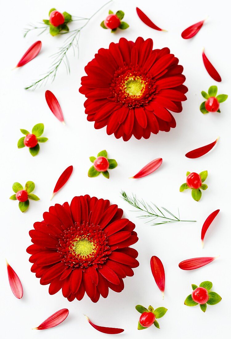 Red gerbera on a white background