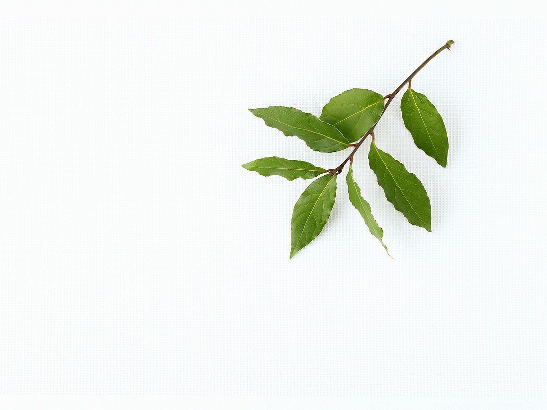 A sprig of bay leaves