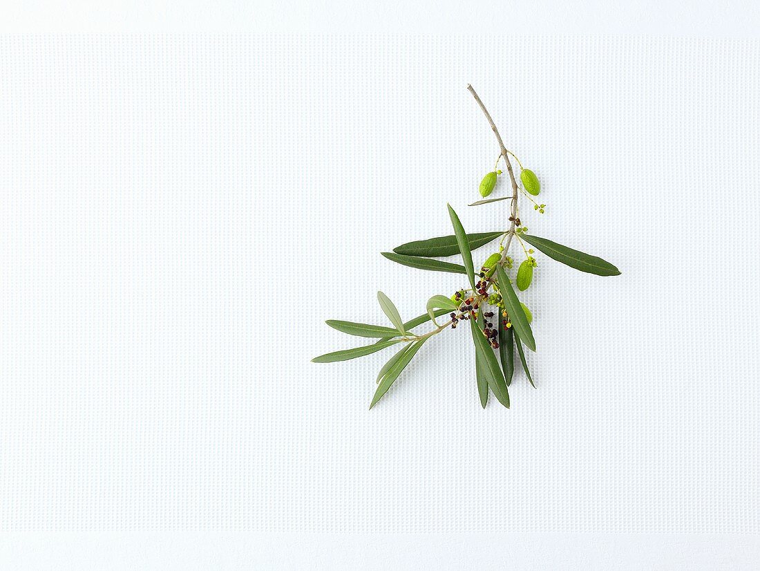 Olive sprig