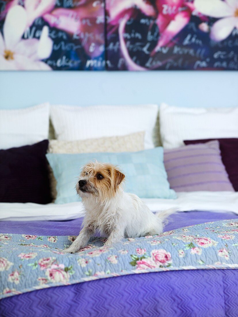 Hund liegt auf geblümter Tagesdecke eines Bettes