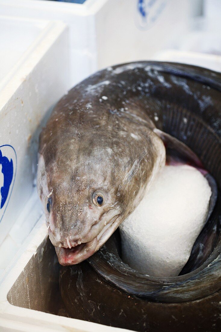 Fresh Moray eel in polystyrene container at a market