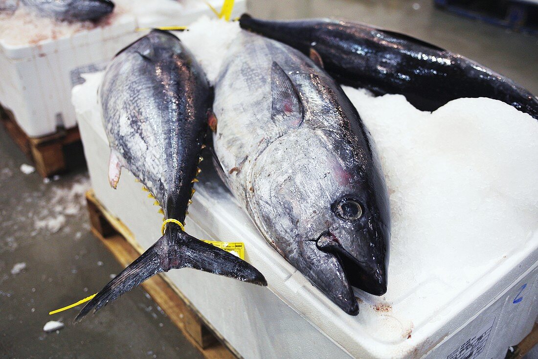 Fresh tuna at a market