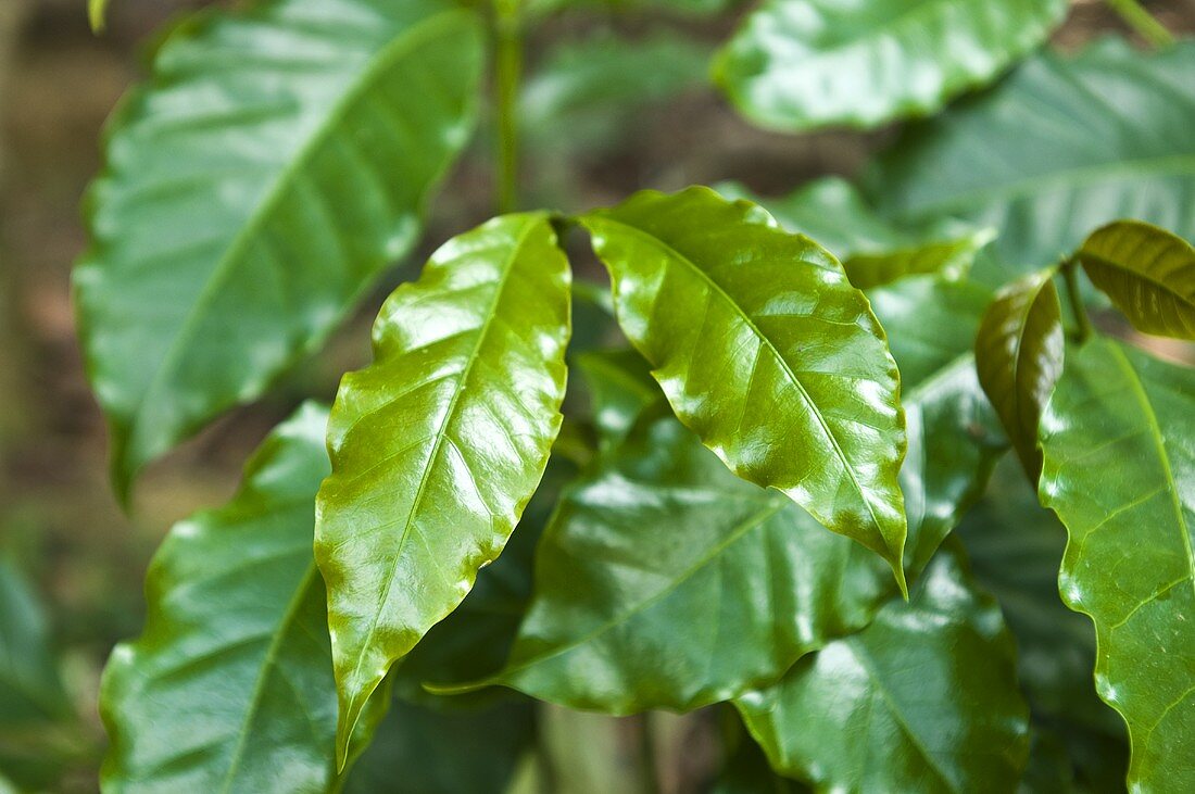 Coffee tree (Zaruma, Ecuador)