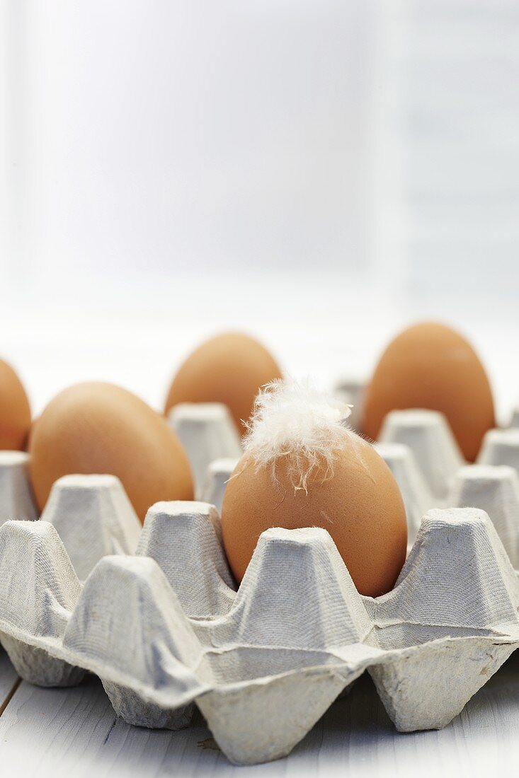 Braune Eier im Eierkarton mit weisser Feder