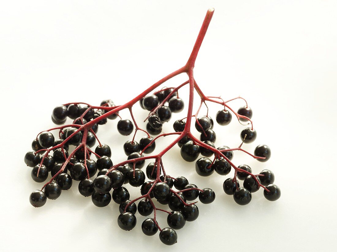 A bunch of elderberries