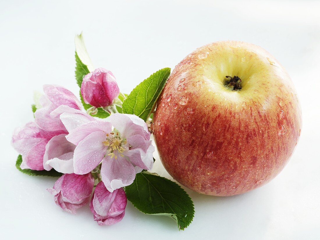 Apple with apple blossom