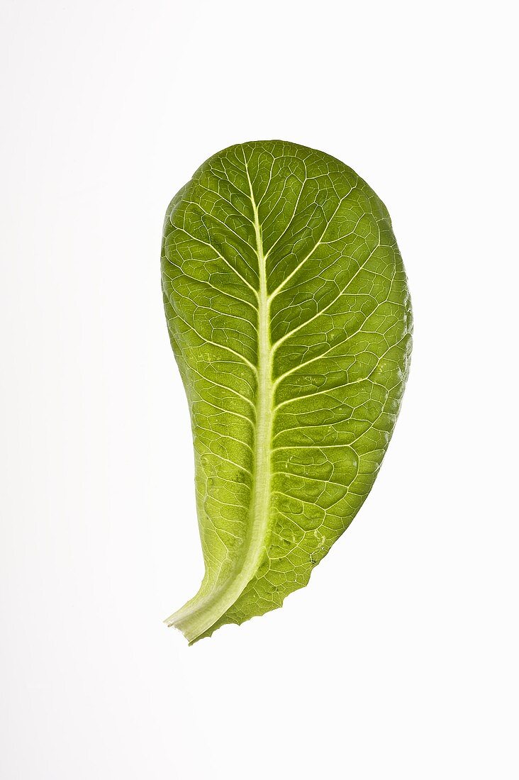 Ein Salatblatt