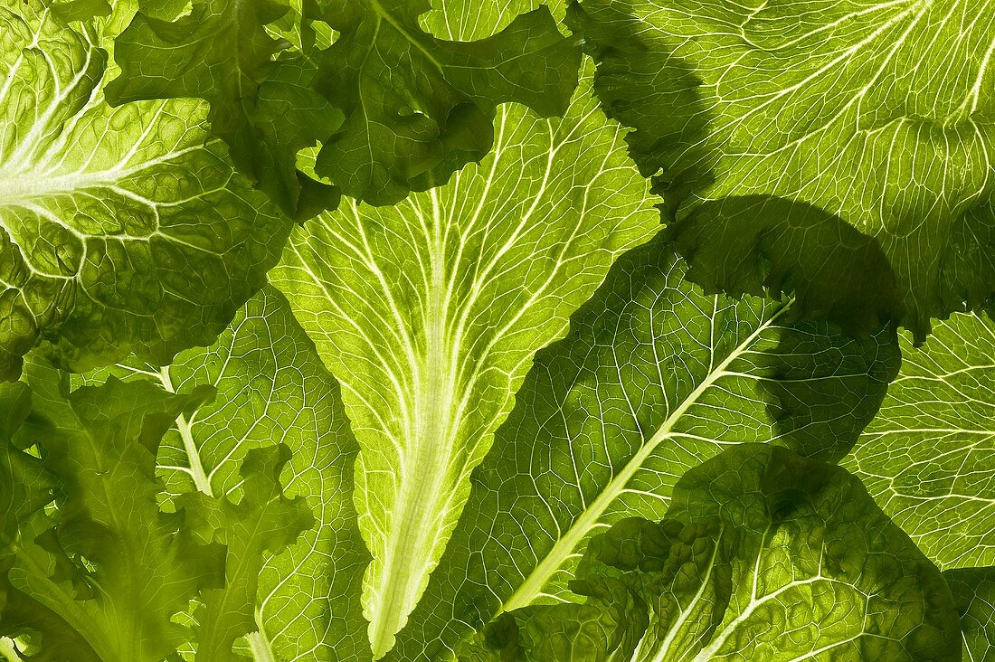 Grüne Salatblätter, bildfüllend