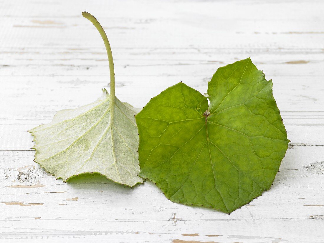 Coltsfoot leaves on white painted wood