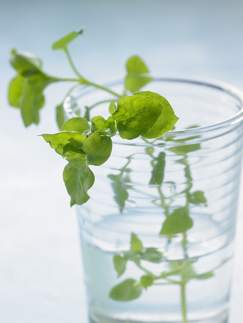 Chickweed in a glass of water
