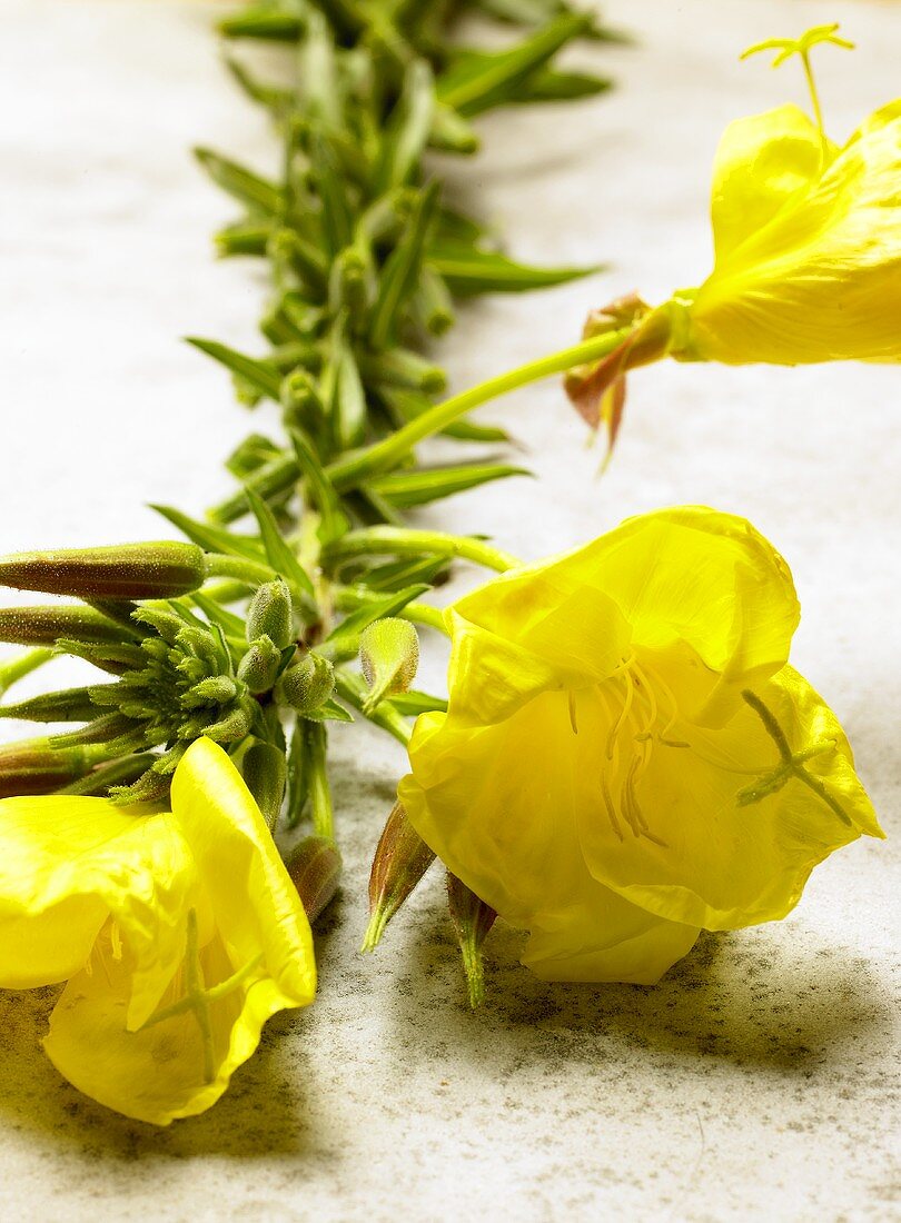 Evening primrose with flowers (close-up)