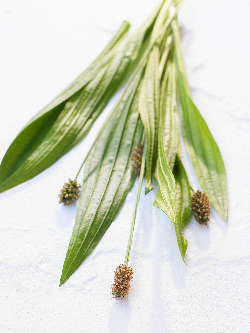 Ribwort plantain (leaves and flowers)