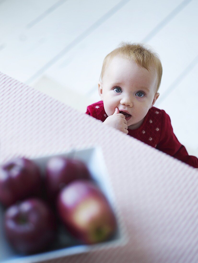 Toddler looking at apples on dining table