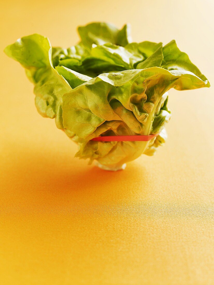 Frischer Kopfsalat mit Gummiband