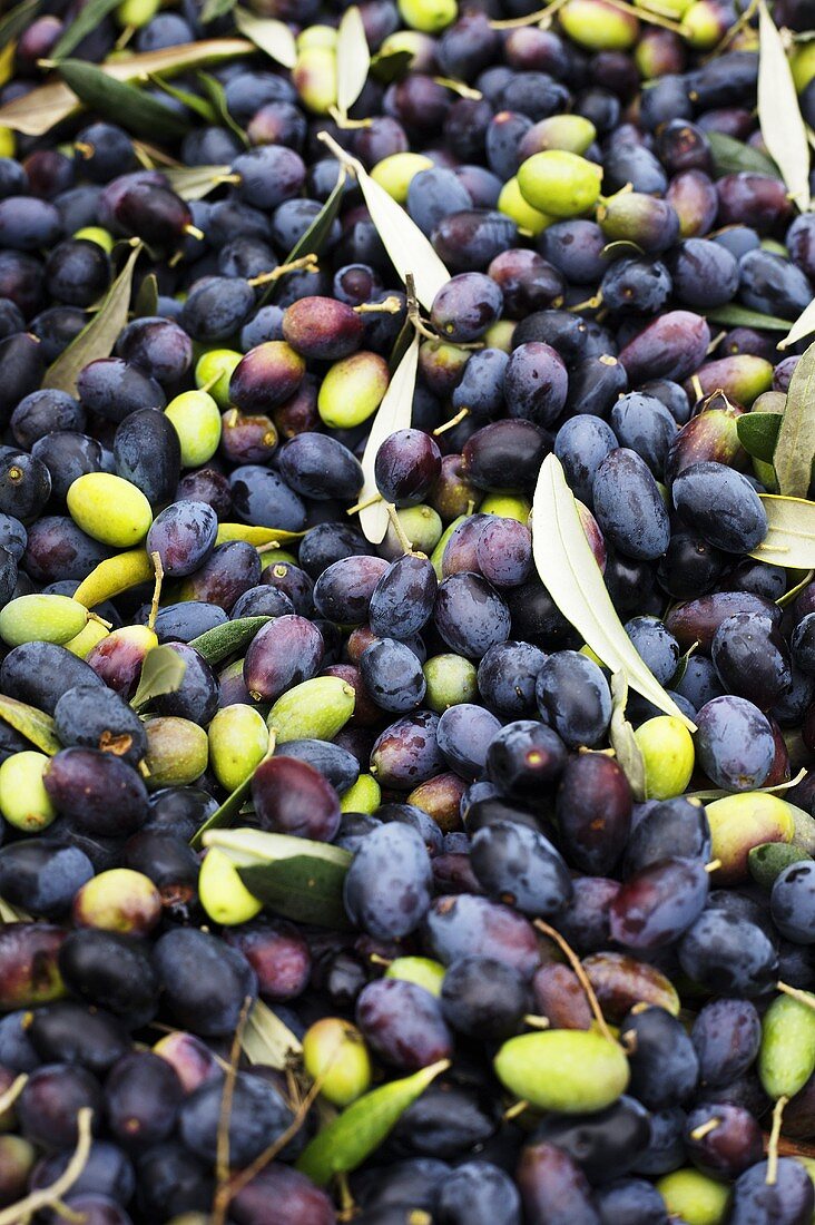 Frisch geerntete Oliven, bildfüllend