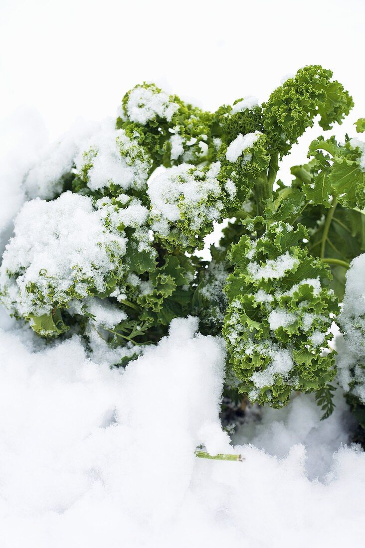 Kale in snow