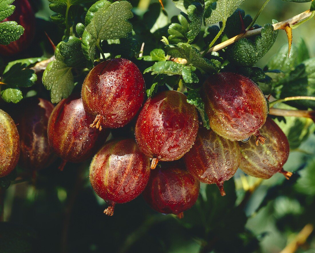 Gooseberries on the bush