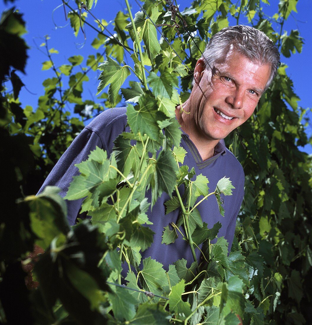 Ted Seghesio, Seghesio Family Vineyards, Healdsburg, Sonoma Co., Kalifornien, USA