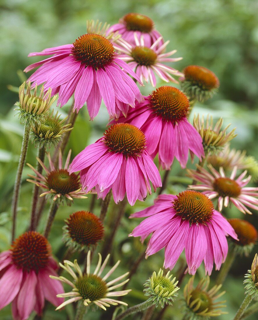 Sonnenhut (Echinacea purpurea) 'Kim's Knee High'