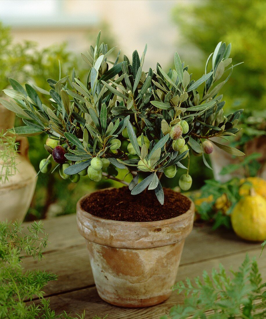 Small olive tree in flowerpot