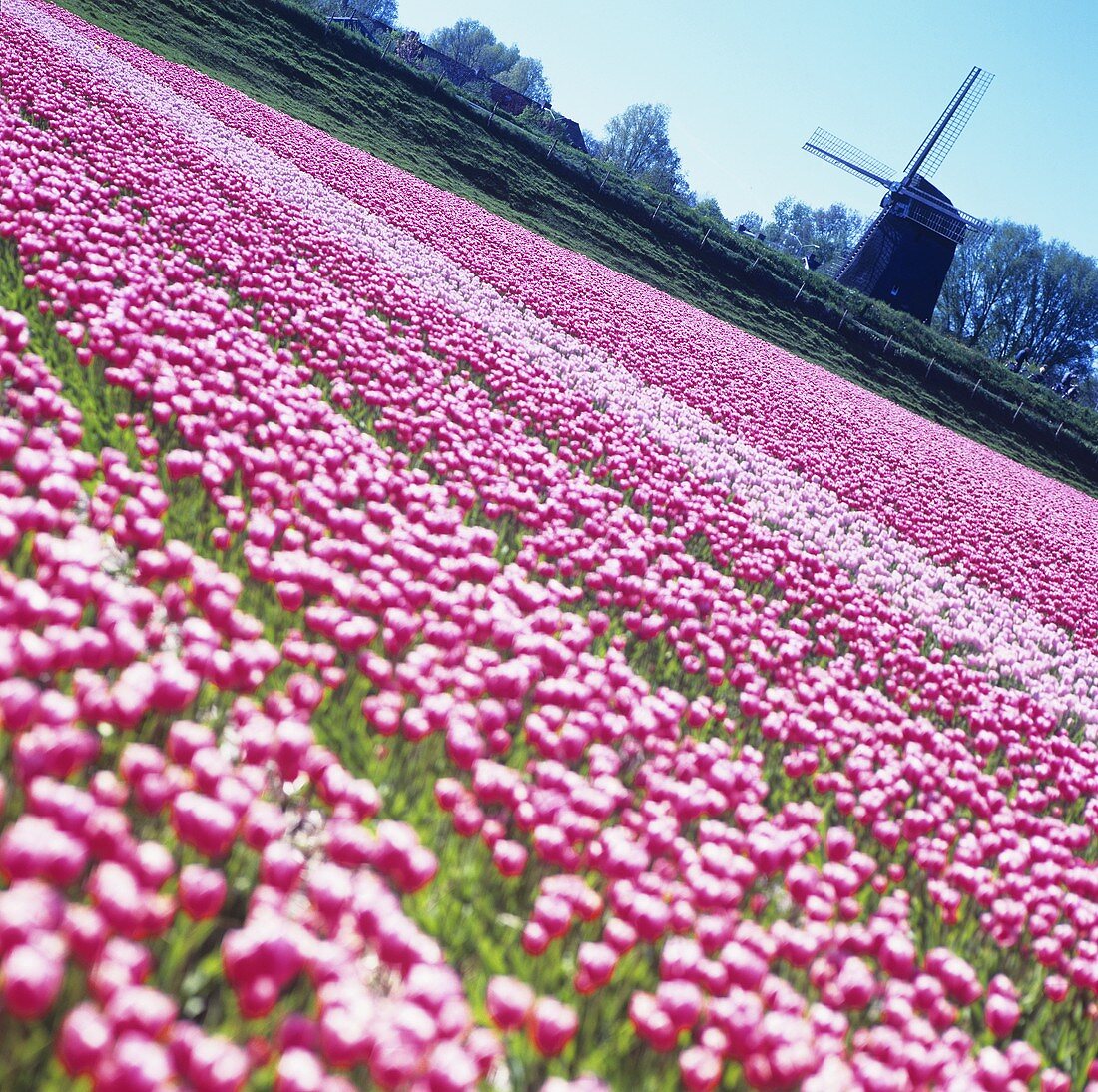 Large tulip field with windmill