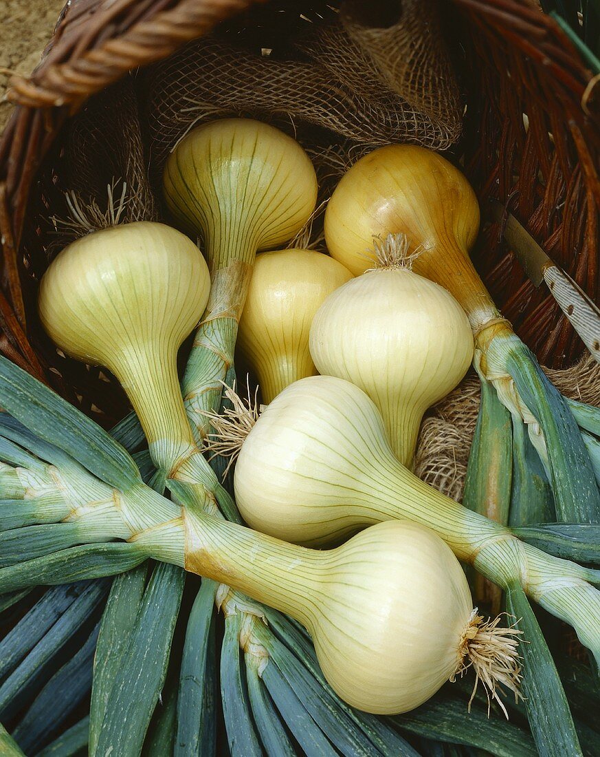 White onions, variety 'Mulhouse'